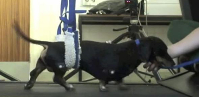  Собаки, которым трансплантировали собственные нейральные стволовые клетки из слизистой оболочки носа, вновь смогли управлять задними конечностями.